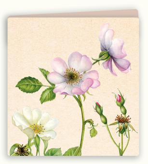 images/productimages/small/bwk64-webje.jpg